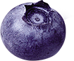 fruit snacks