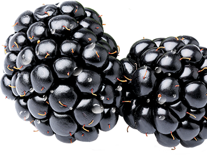 blackberry